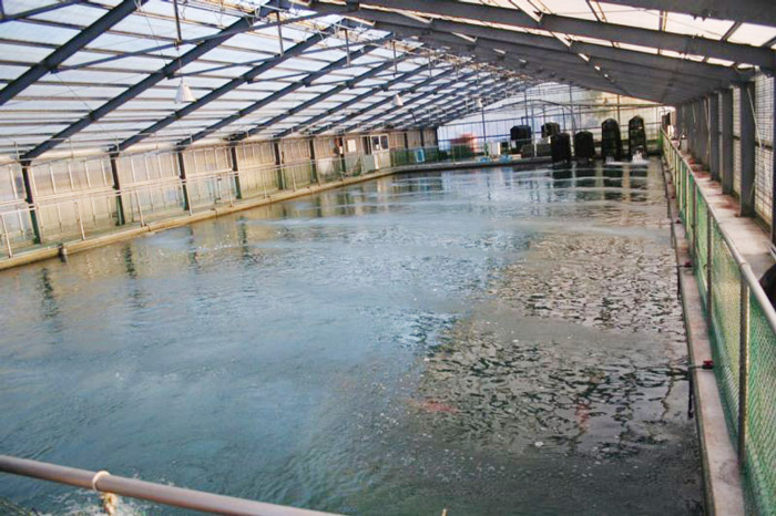 桃太郎室内養魚池