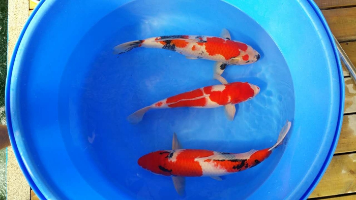 桃太郎錦鯉40-50cm