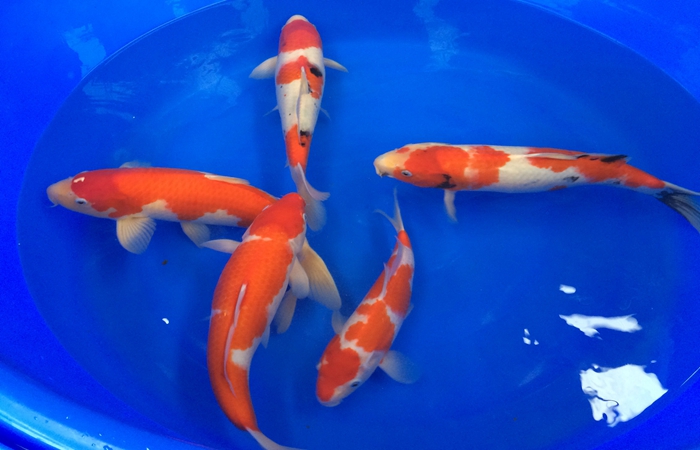 桃太郎錦鯉C2池25-30cm