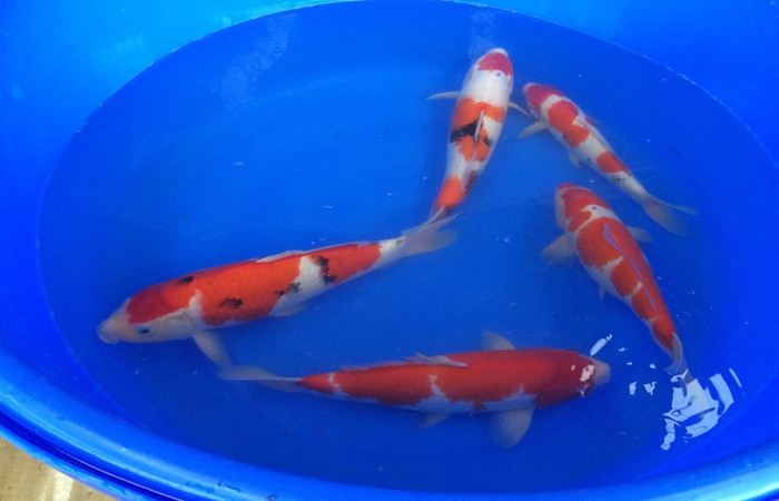 桃太郎錦鯉C2池25-30cm