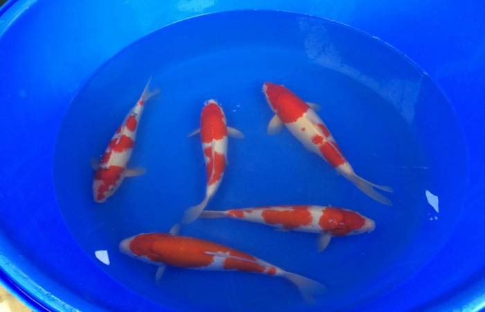 桃太郎錦鯉C2池25-30cm