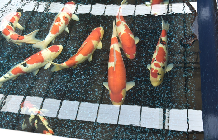 金莊桃太郎錦鯉B6池 60-80cm 金莊桃太郎錦鯉B6池 60-80cm