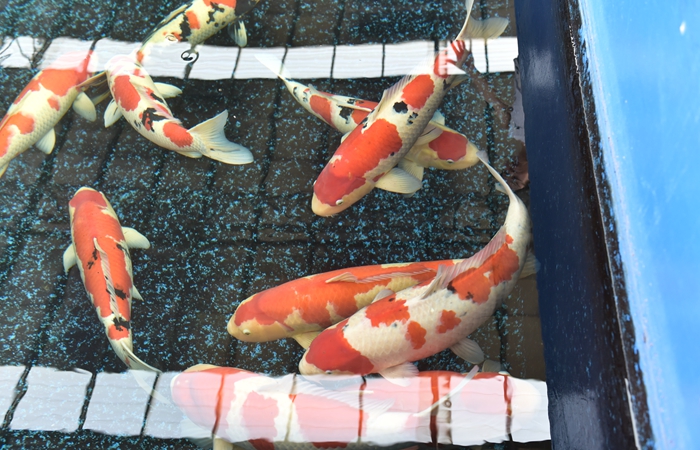 金莊桃太郎錦鯉B6池 60-80cm 金莊桃太郎錦鯉B6池 60-80cm