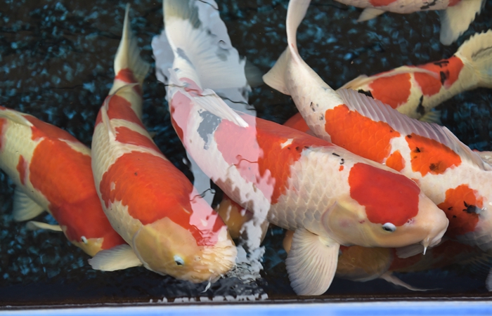 金莊桃太郎錦鯉B6池 60-80cm 金莊桃太郎錦鯉B6池 60-80cm