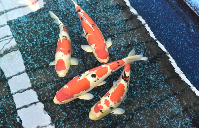 金莊桃太郎錦鯉B6池 60-80cm 金莊桃太郎錦鯉B6池 60-80cm