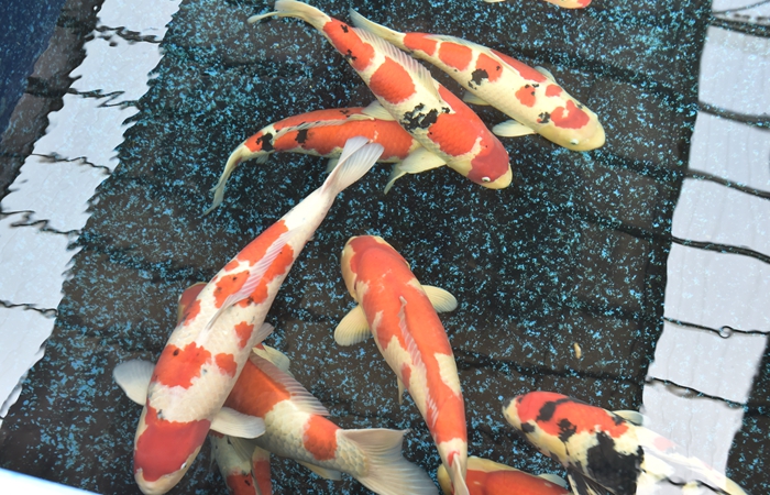 金莊桃太郎錦鯉B6池 60-80cm 金莊桃太郎錦鯉B6池 60-80cm