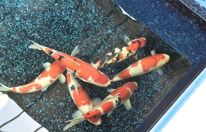 金莊桃太郎錦鯉B6池 60-80cm 金莊桃太郎錦鯉B6池 60-80cm