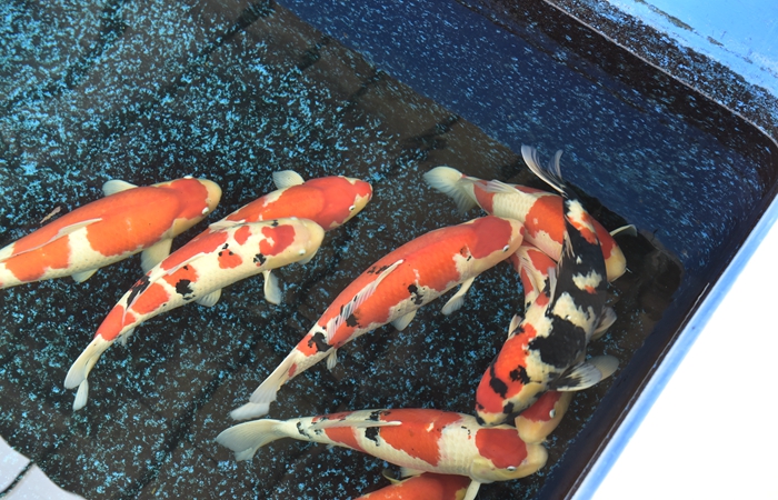 金莊桃太郎錦鯉B6池 60-80cm 金莊桃太郎錦鯉B6池 60-80cm