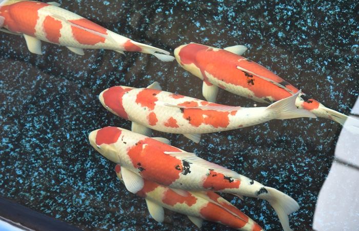 金莊桃太郎錦鯉B6池 60-80cm 金莊桃太郎錦鯉B6池 60-80cm