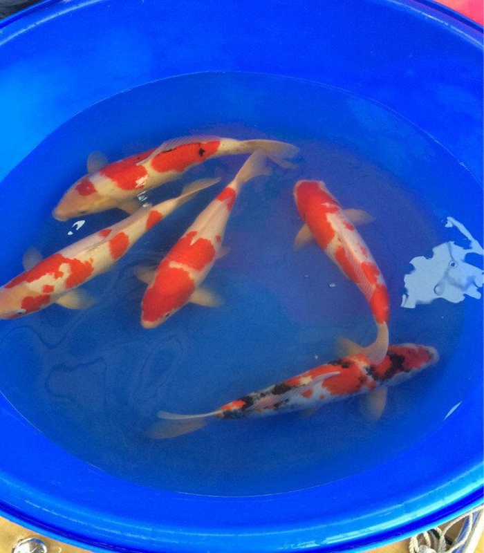 金莊桃太郎錦鯉C8池 35-40cm