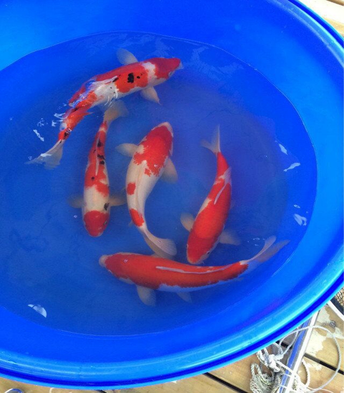 金莊桃太郎錦鯉C8池 35-40cm