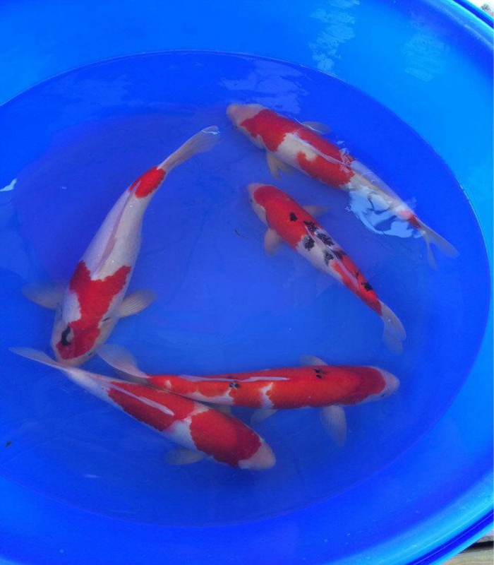 金莊桃太郎錦鯉C8池 35-40cm