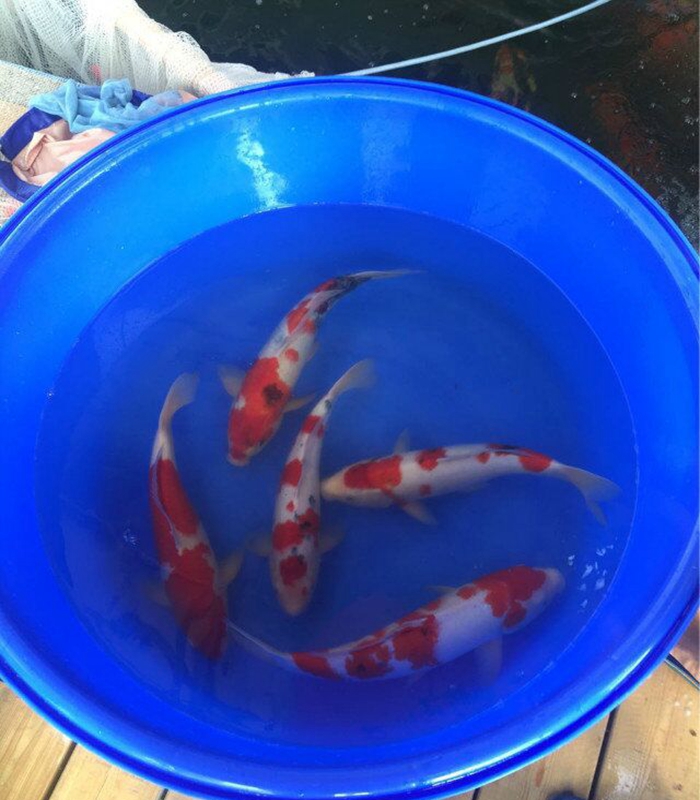 金莊桃太郎錦鯉C4池 35-40cm