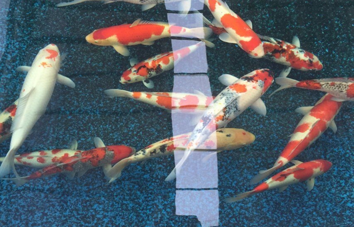 金莊桃太郎錦鯉B7池 50-60cm