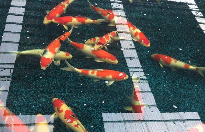 金莊桃太郎錦鯉A4池 60-70cm