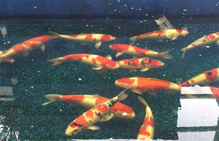 金莊桃太郎錦鯉A4池 60-70cm