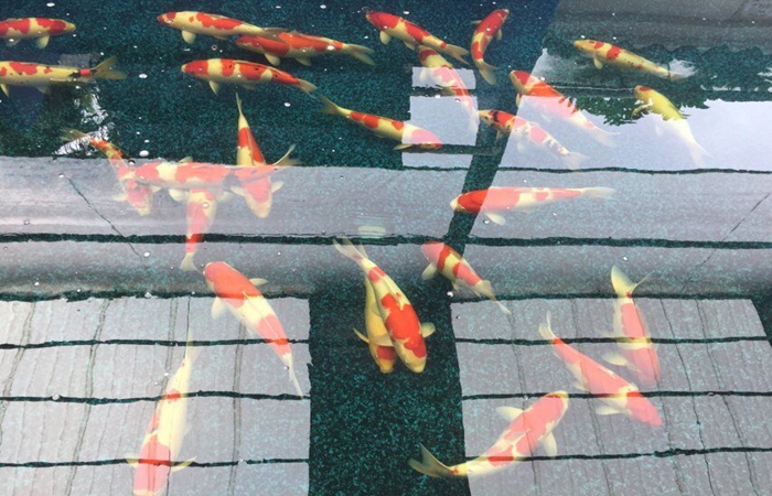 金莊桃太郎錦鯉A4池 60-70cm