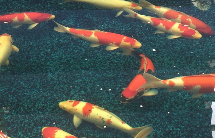 金莊桃太郎錦鯉A4池 60-70cm