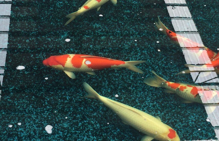 金莊桃太郎錦鯉A4池 60-70cm