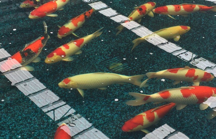 金莊桃太郎錦鯉A4池 60-70cm