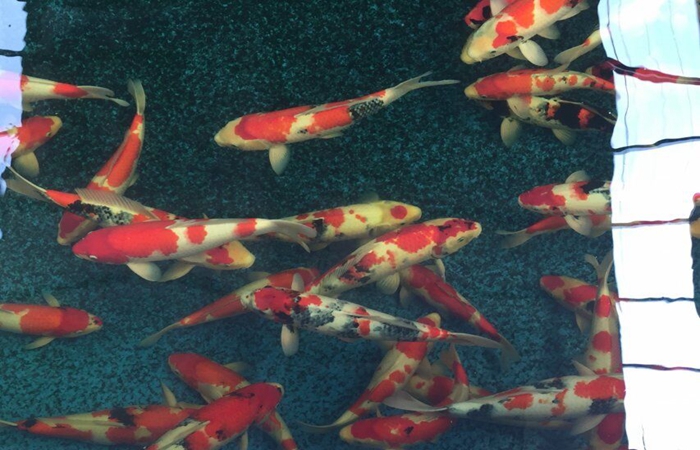 金莊桃太郎錦鯉B3池 45-50cm