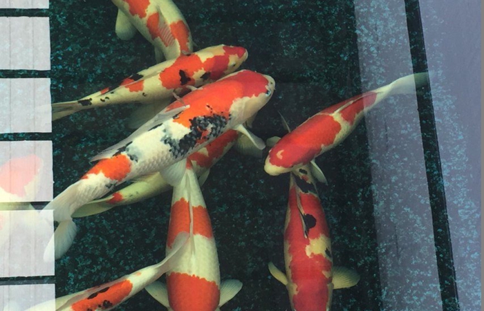 金莊桃太郎錦鯉C9池 50-60cm 金莊桃太郎錦鯉C9池 50-60cm