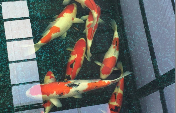 金莊桃太郎錦鯉C9池 50-60cm 金莊桃太郎錦鯉C9池 50-60cm