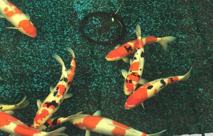 金莊桃太郎錦鯉C9池 50-60cm 金莊桃太郎錦鯉C9池 50-60cm