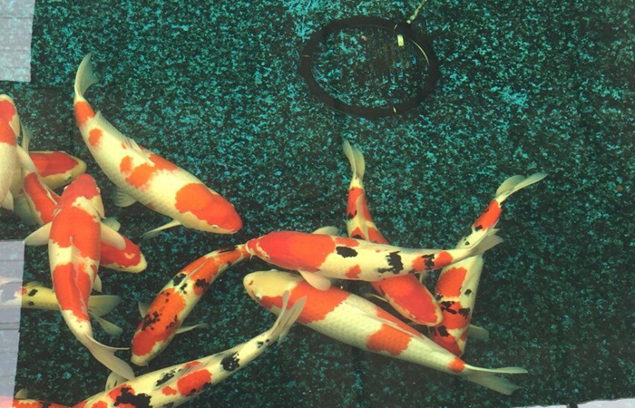 金莊桃太郎錦鯉C9池 50-60cm 金莊桃太郎錦鯉C9池 50-60cm