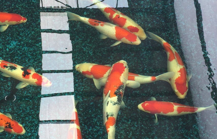 金莊桃太郎錦鯉C9池 50-60cm 金莊桃太郎錦鯉C9池 50-60cm