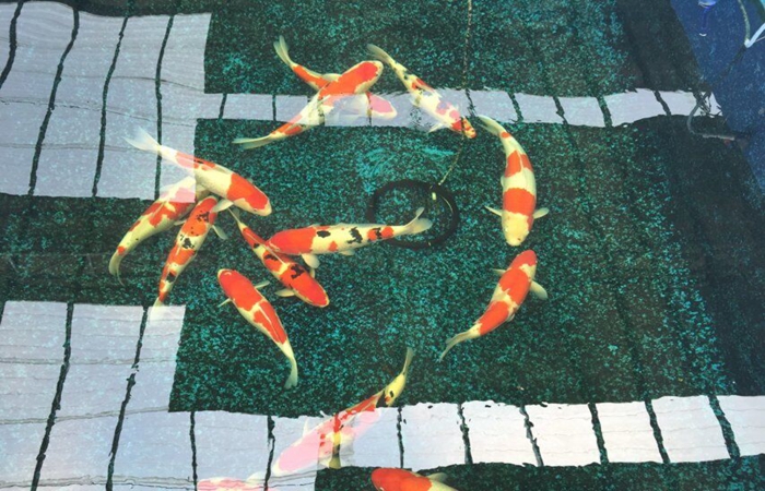 金莊桃太郎錦鯉C9池 50-60cm 金莊桃太郎錦鯉C9池 50-60cm