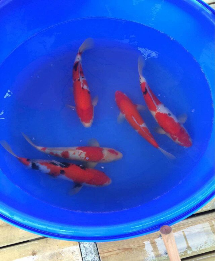 金莊桃太郎錦鯉C7池 30-35cm