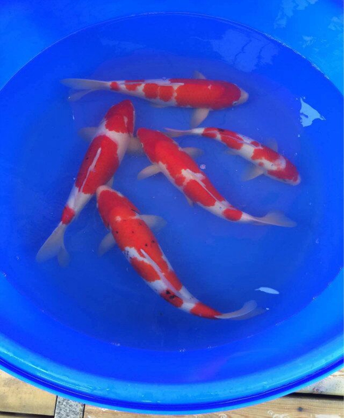 金莊桃太郎錦鯉C7池 30-35cm