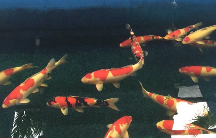 金莊桃太郎錦鯉A1池 60-78cm