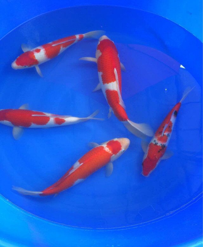 金莊桃太郎錦鯉C5池 30-35cm 金莊桃太郎錦鯉C5池 30-35cm