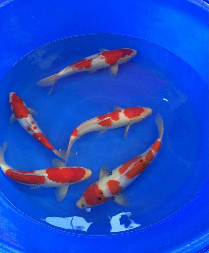 金莊桃太郎錦鯉C5池 30-35cm 金莊桃太郎錦鯉C5池 30-35cm