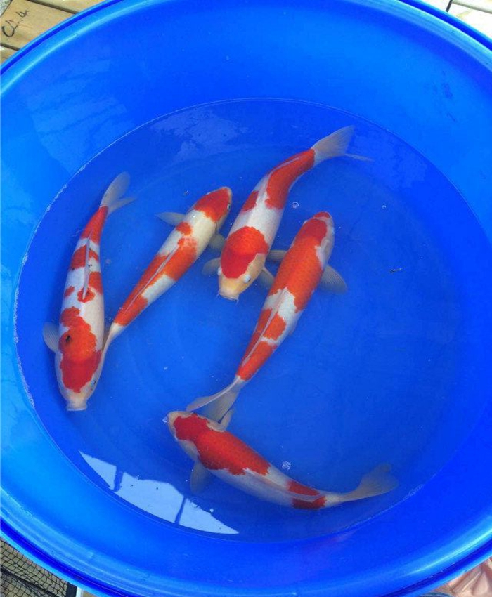 金莊桃太郎錦鯉C5池 30-35cm 金莊桃太郎錦鯉C5池 30-35cm