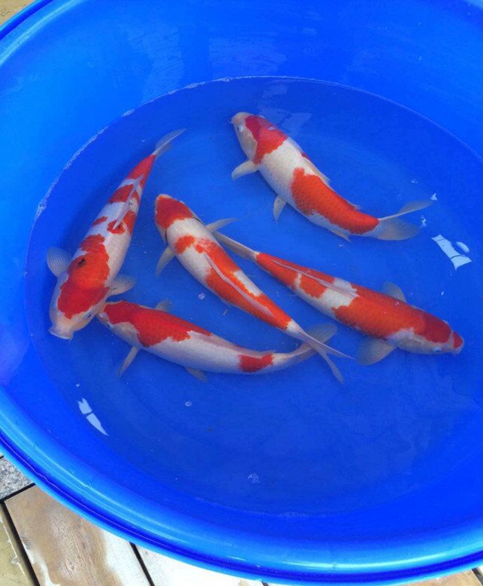 金莊桃太郎錦鯉C5池 30-35cm 金莊桃太郎錦鯉C5池 30-35cm