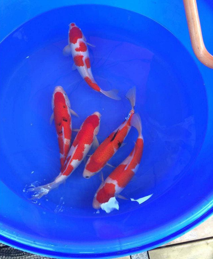 金莊桃太郎錦鯉C5池 30-35cm 金莊桃太郎錦鯉C5池 30-35cm