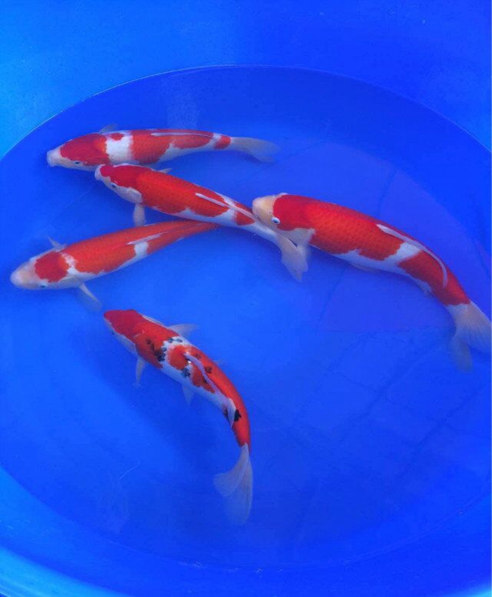 金莊桃太郎錦鯉C5池 30-35cm 金莊桃太郎錦鯉C5池 30-35cm