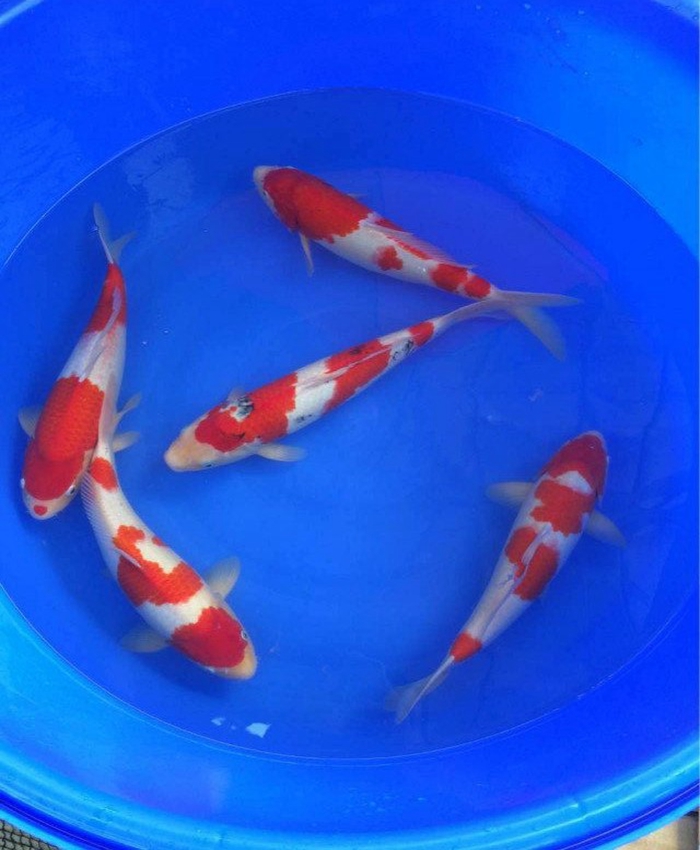 金莊桃太郎錦鯉C5池 30-35cm 金莊桃太郎錦鯉C5池 30-35cm