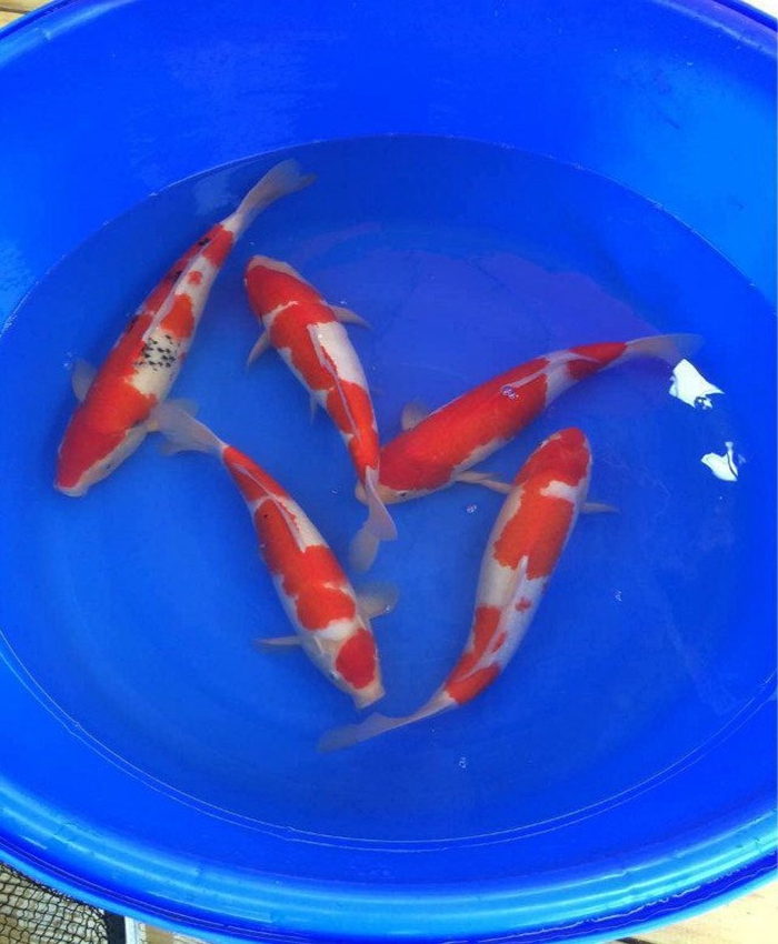 金莊桃太郎錦鯉C5池 30-35cm