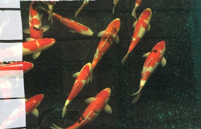 金莊桃太郎錦鯉C6池 35一45cm 金莊桃太郎錦鯉C6池 35一45cm