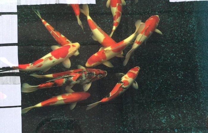 金莊桃太郎錦鯉C6池 35一45cm 金莊桃太郎錦鯉C6池 35一45cm