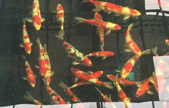 金莊桃太郎錦鯉C6池 35一45cm 金莊桃太郎錦鯉C6池 35一45cm