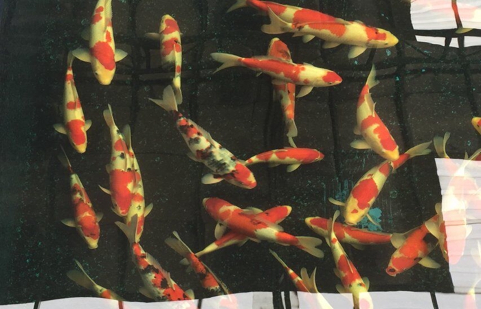 金莊桃太郎錦鯉C6池 35一45cm 金莊桃太郎錦鯉C6池 35一45cm