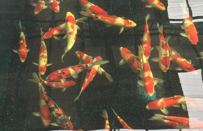 金莊桃太郎錦鯉C6池 35一45cm 金莊桃太郎錦鯉C6池 35一45cm