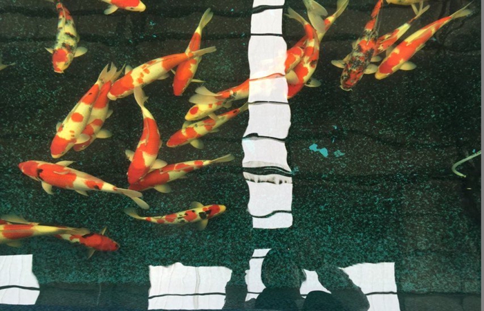 金莊桃太郎錦鯉C6池 35一45cm 金莊桃太郎錦鯉C6池 35一45cm