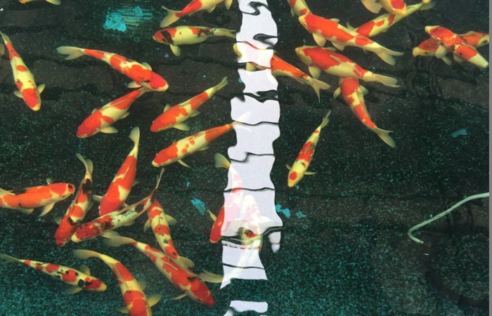 金莊桃太郎錦鯉C6池 35一45cm 金莊桃太郎錦鯉C6池 35一45cm