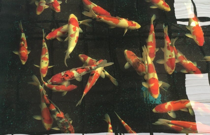 金莊桃太郎錦鯉C6池 35一45cm 金莊桃太郎錦鯉C6池 35一45cm